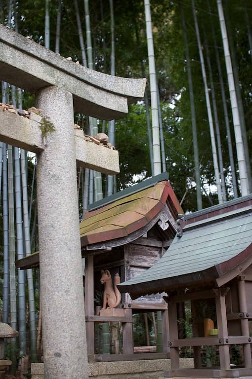Bamboo Grove