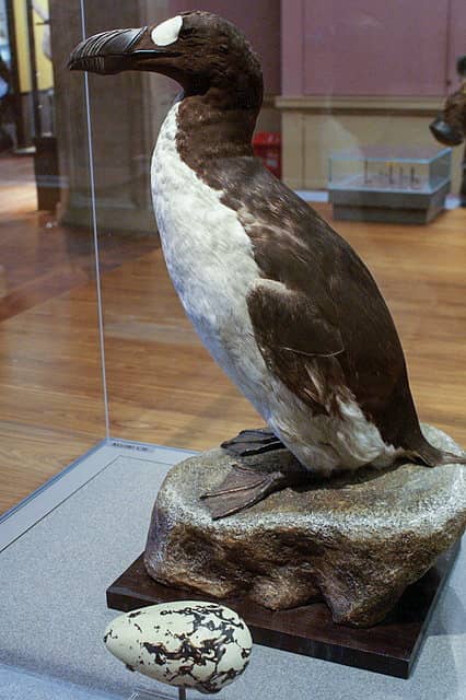 Animal & Bird Collections