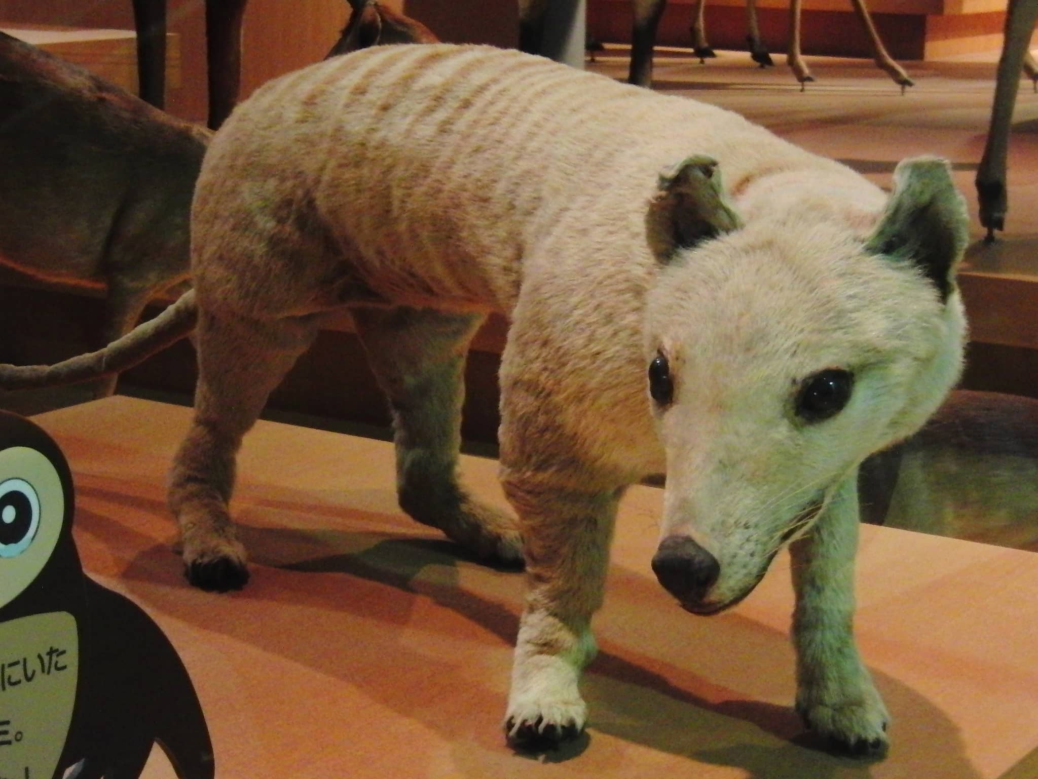 Stuffed Animal Dioramas
