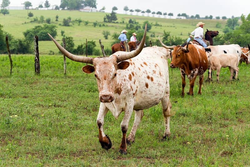 Longhorn Cattle