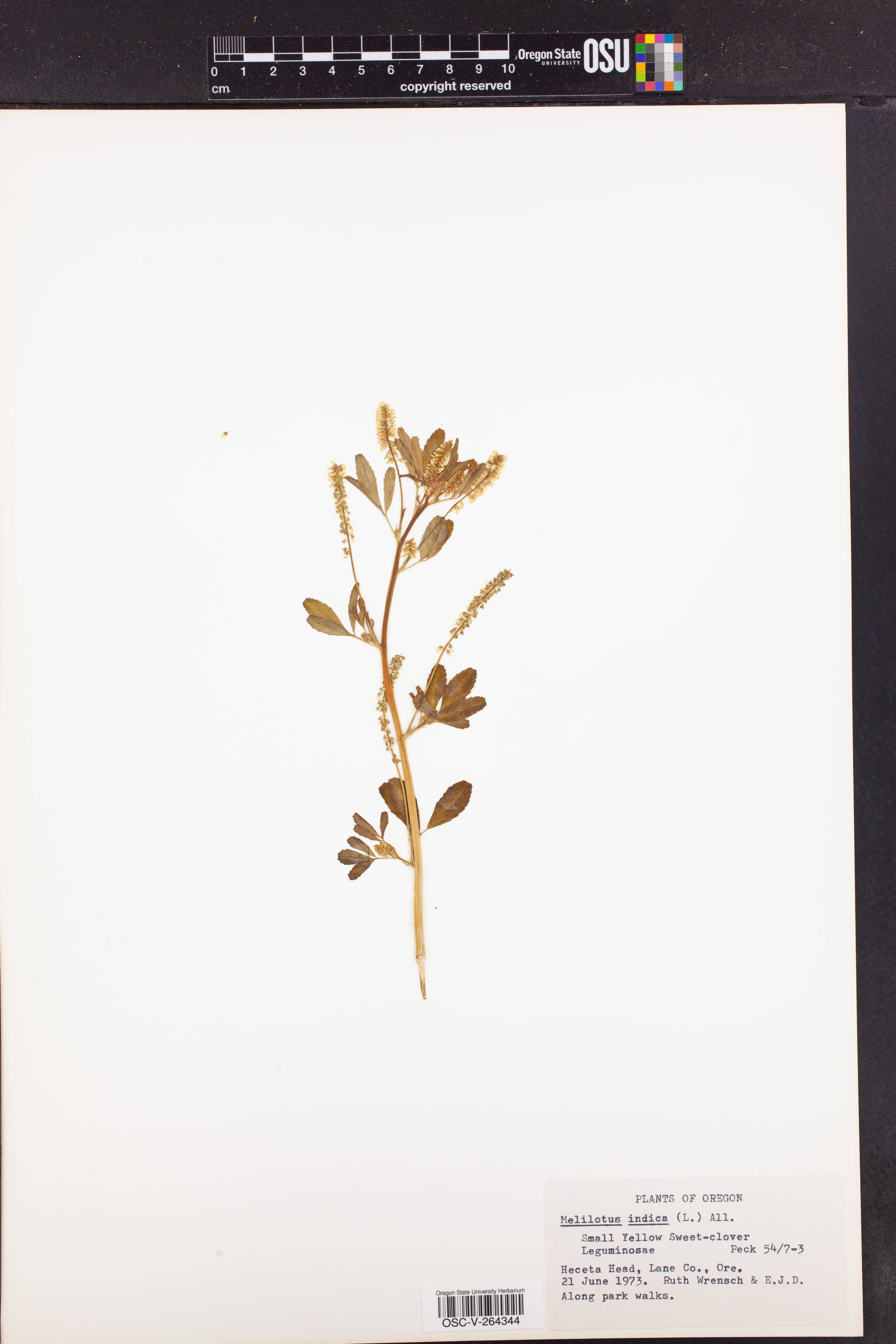 Native Plant Gardens