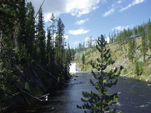 Gibbon River Scenery