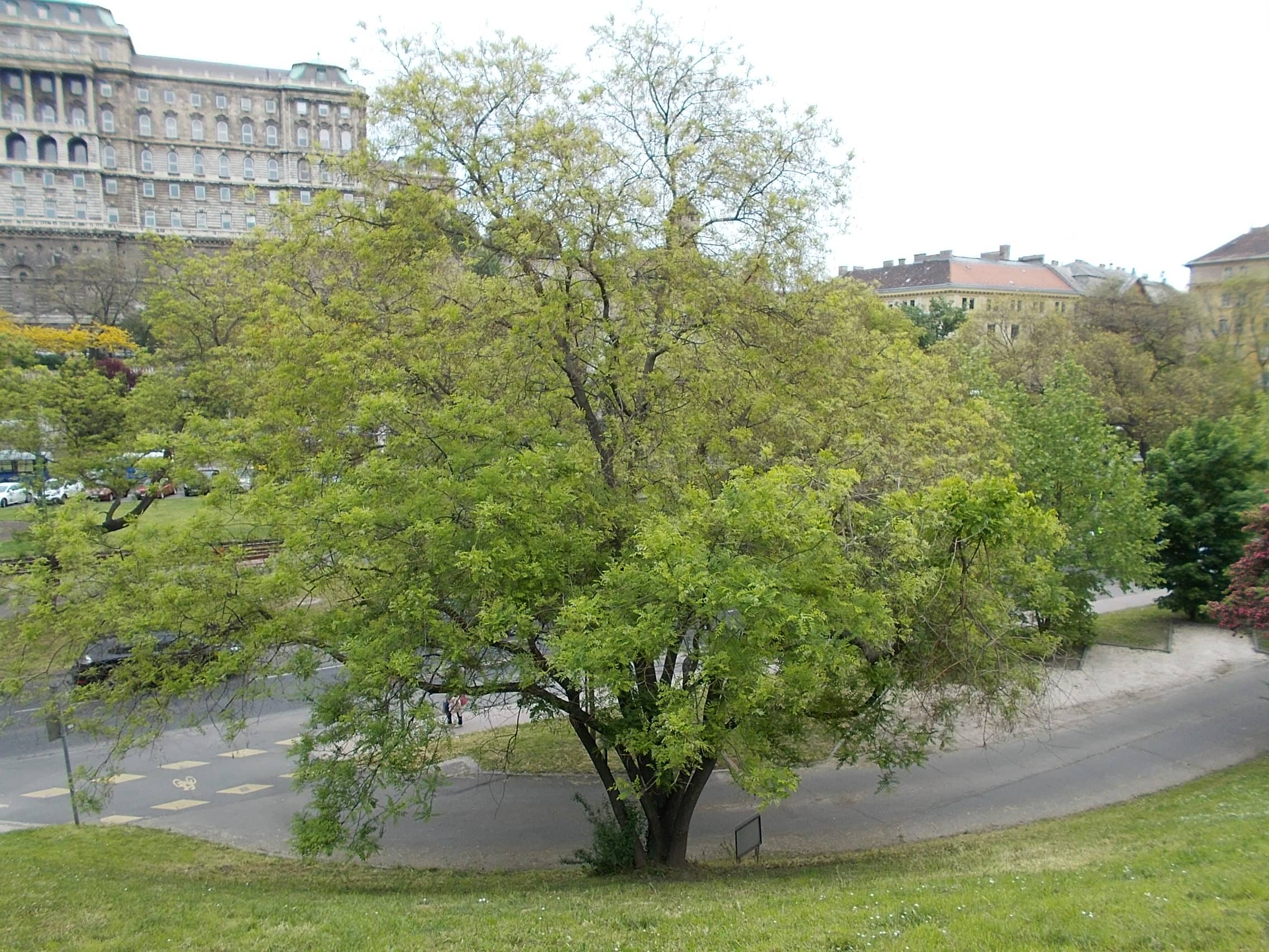 Dwarf Trees & Ancient Branches