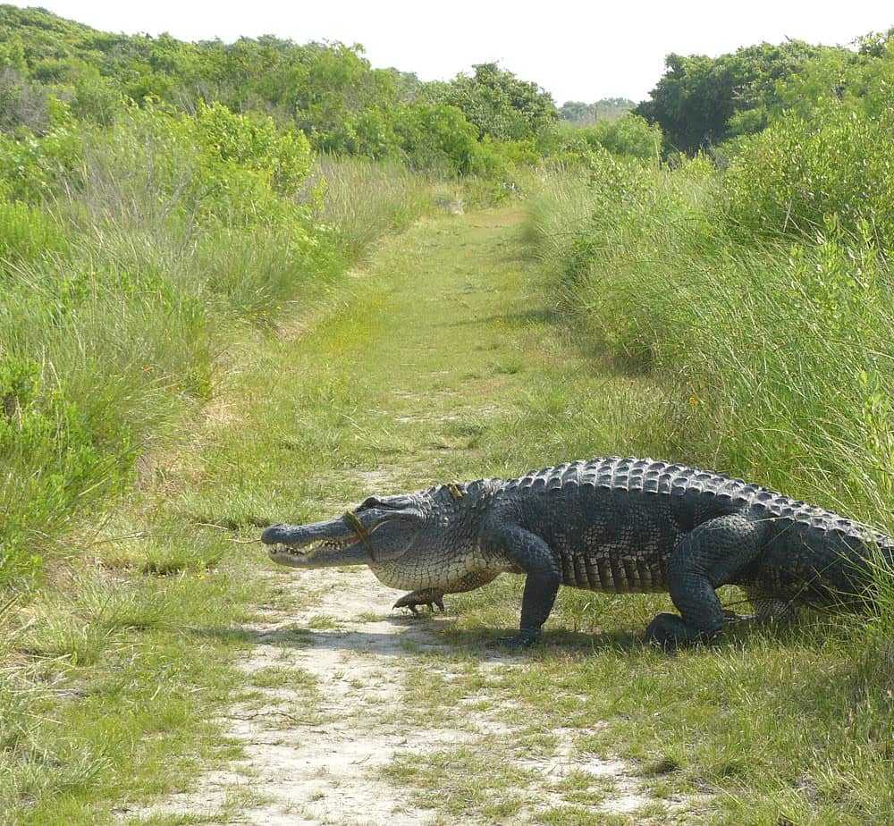 Alligator Encounters