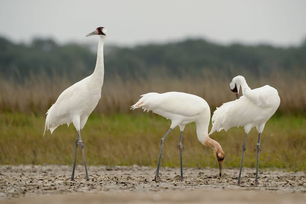 Diverse Birdlife