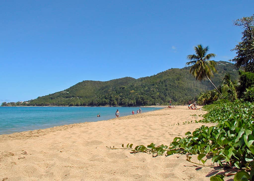 Sandy Serenity