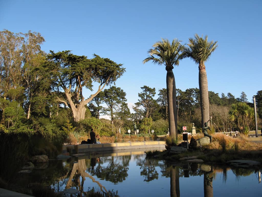 Reforestation Efforts