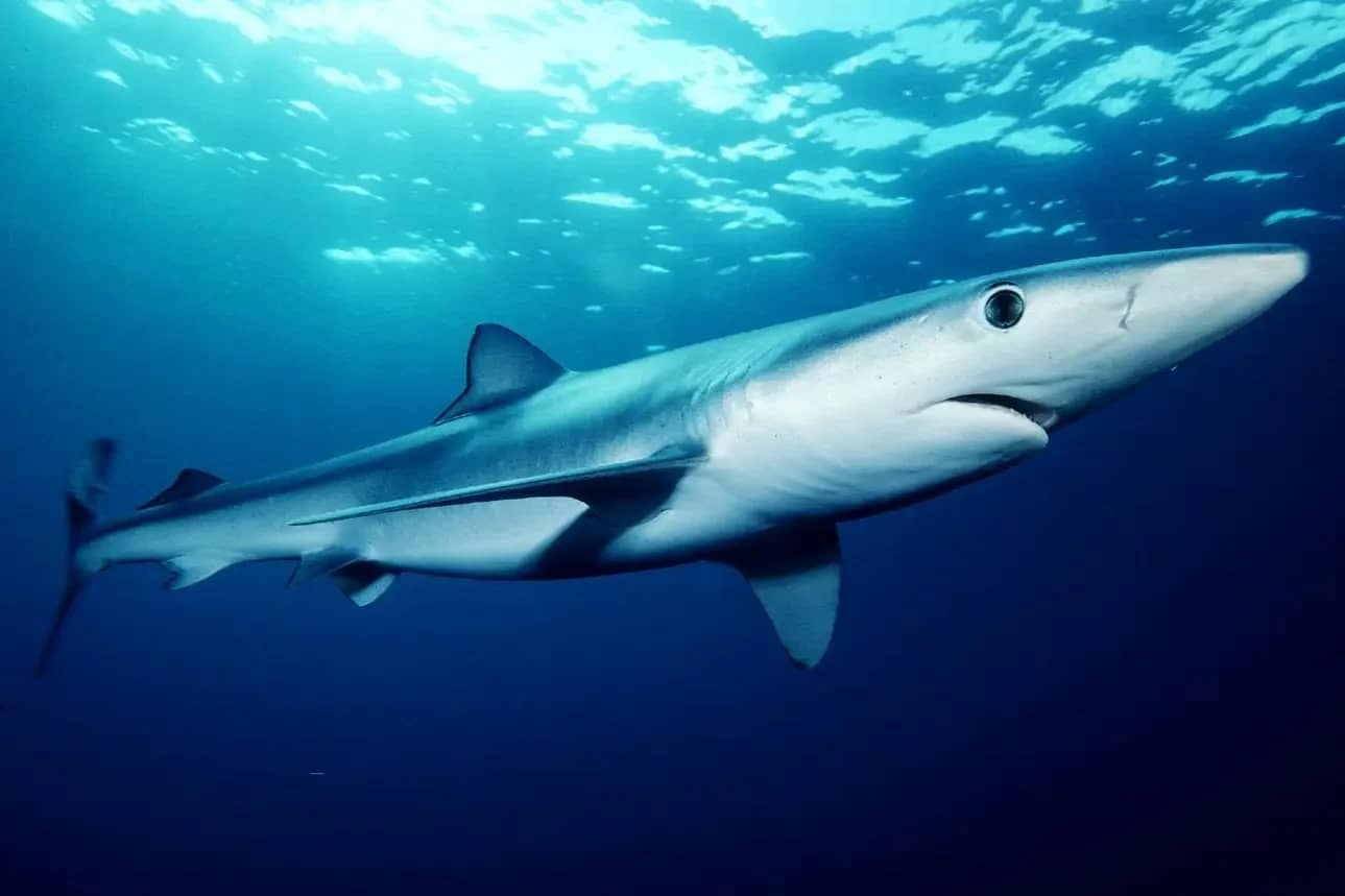 Imposing Shark Tanks