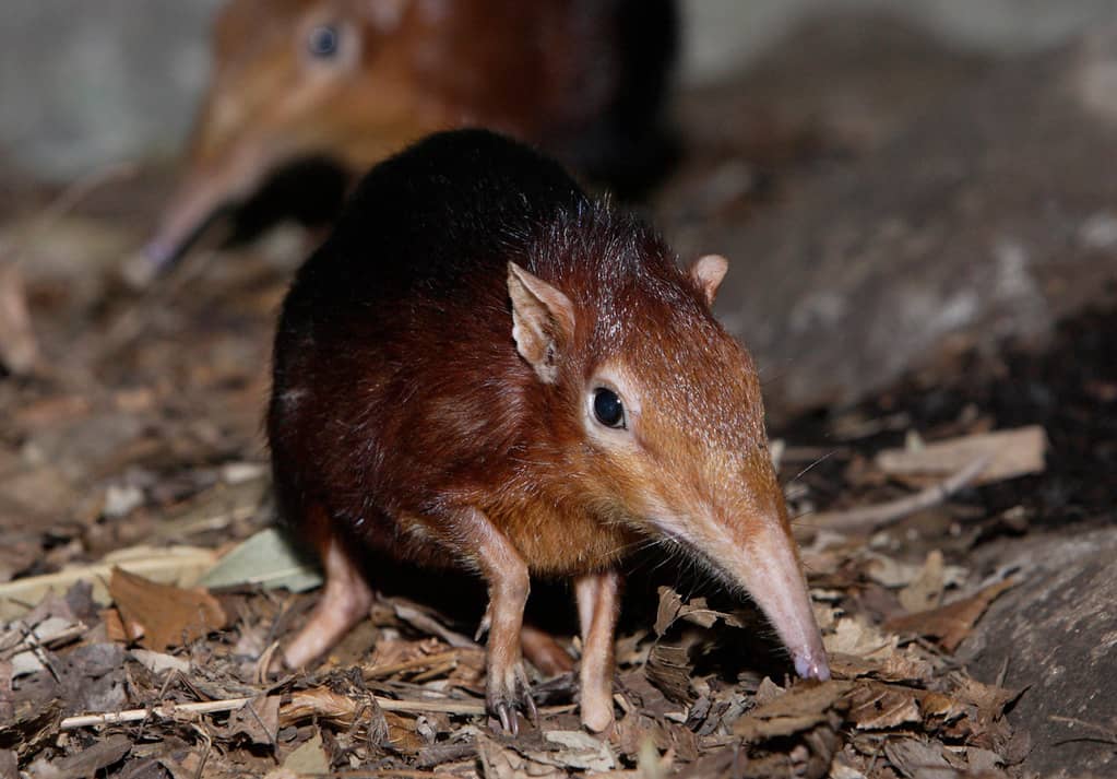 Elephant Shrews