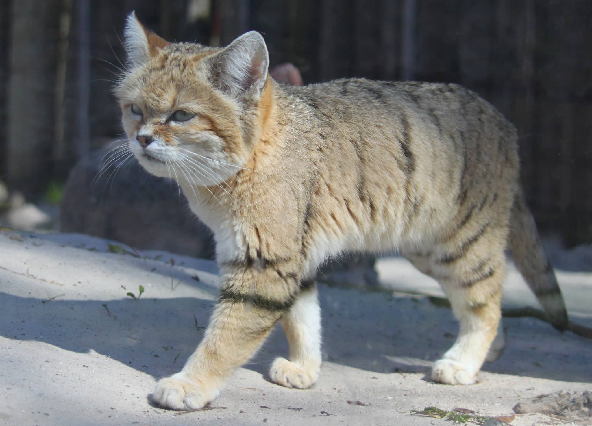 Sandcat Encounter