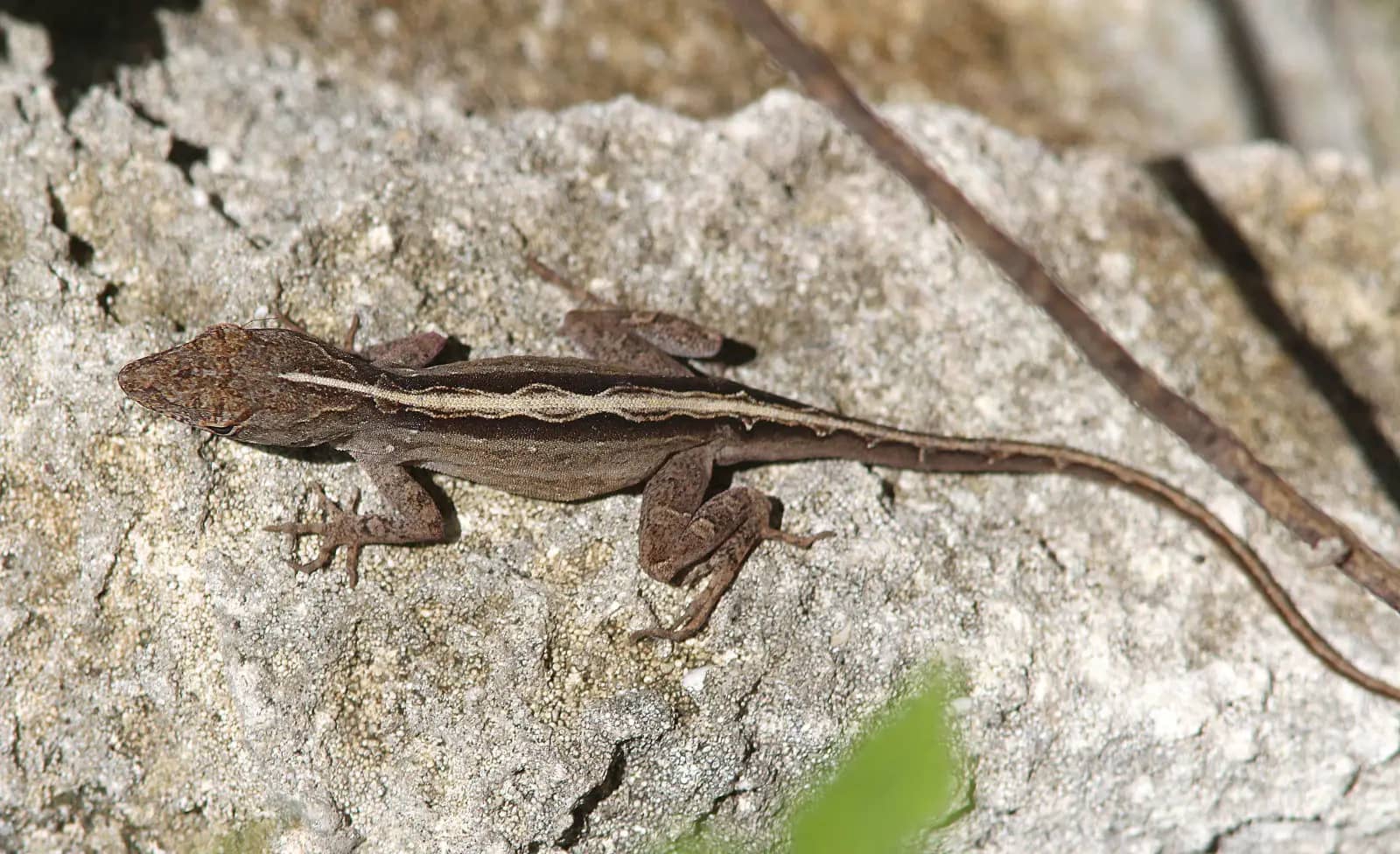 Reptile & Animal Area