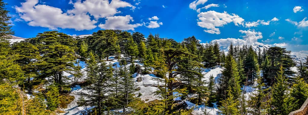 Cedars of God