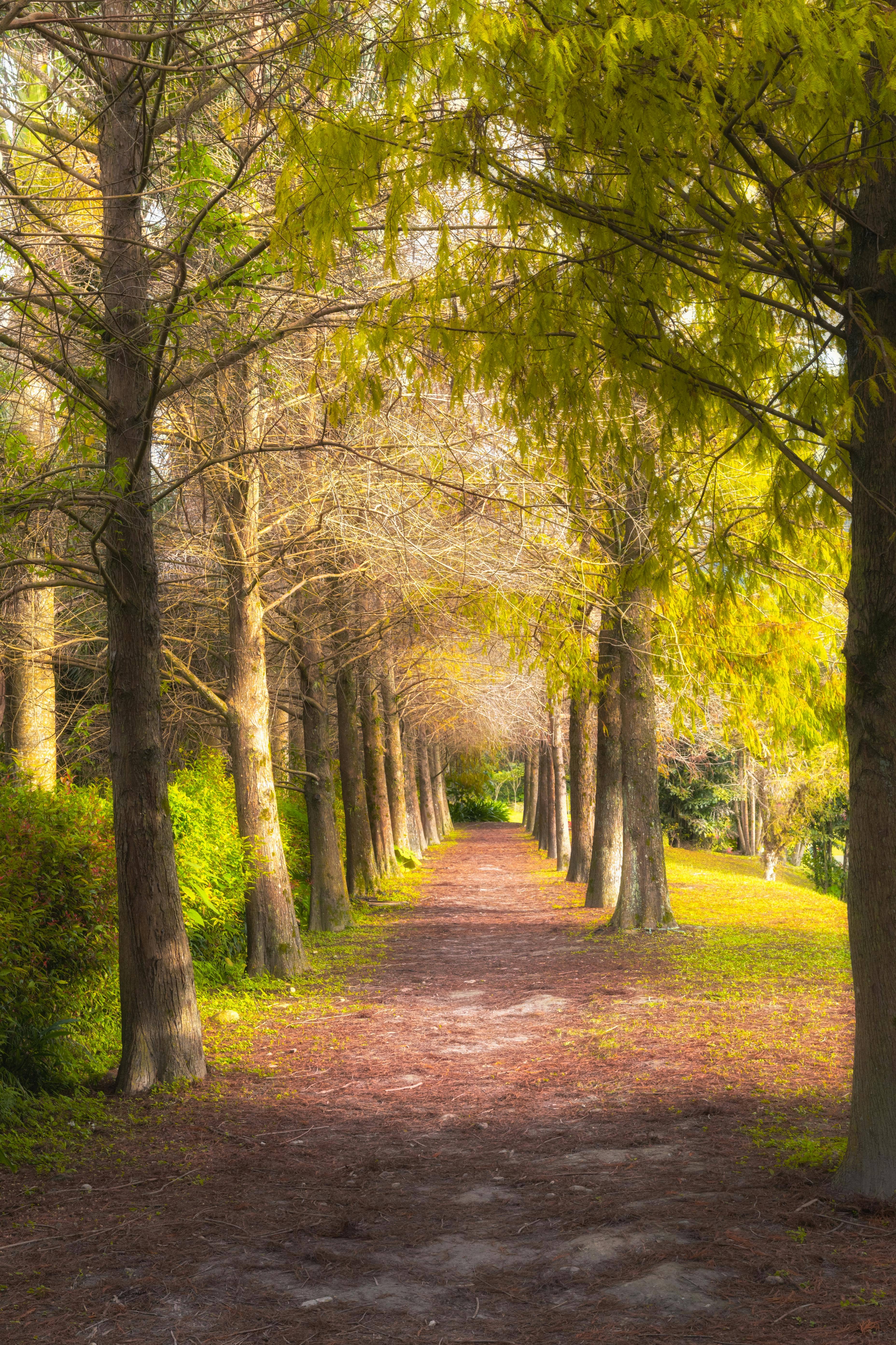 Tranquil Forest Paths