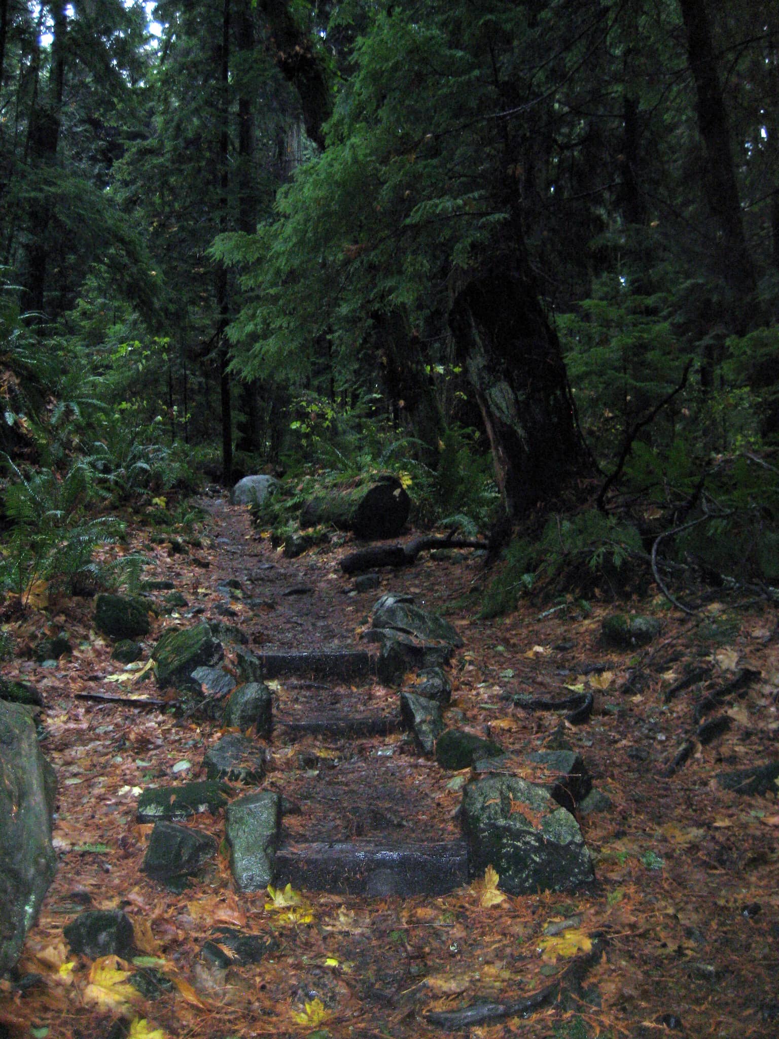 Old-Growth Forest Trails