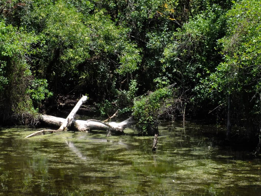 Abundant Wildlife