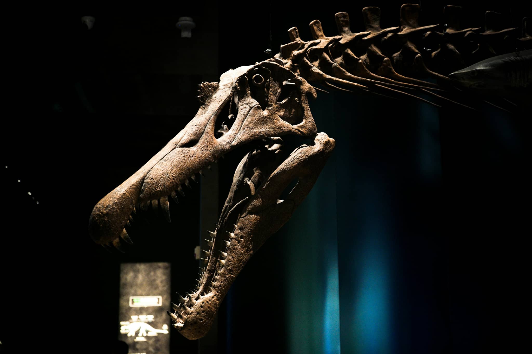 Dinosaur Hall