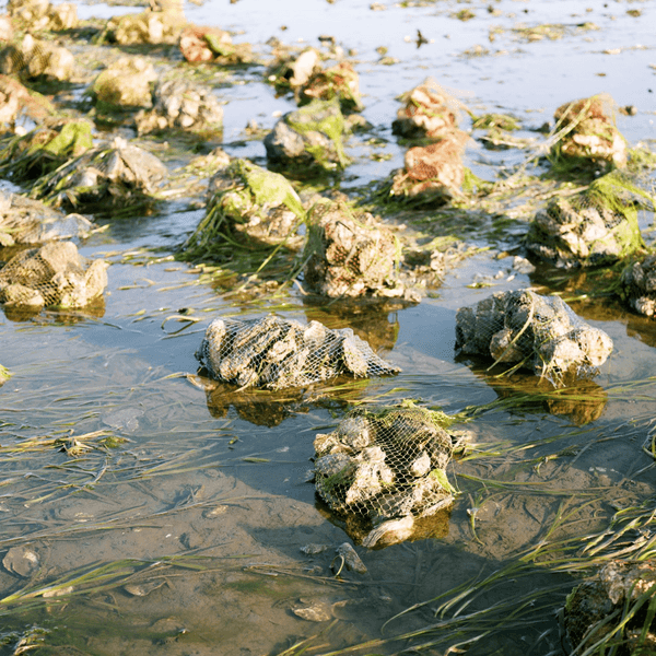 Oyster and Crab Factory History