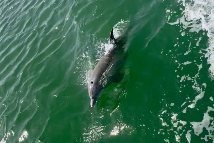 Wildlife Observation