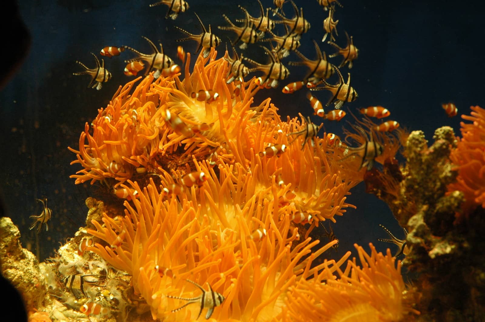 Coral Reef Exhibit