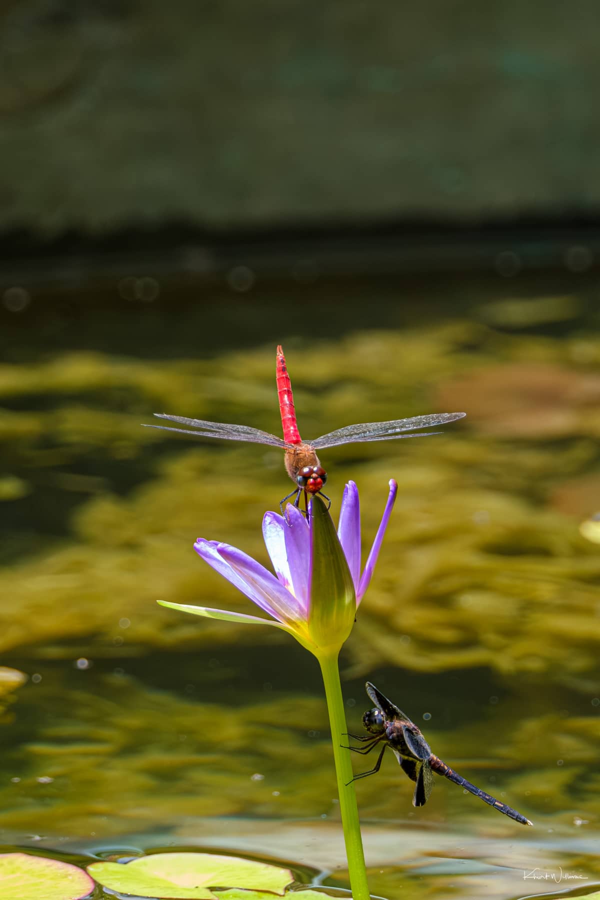 Dragonfly Pond
