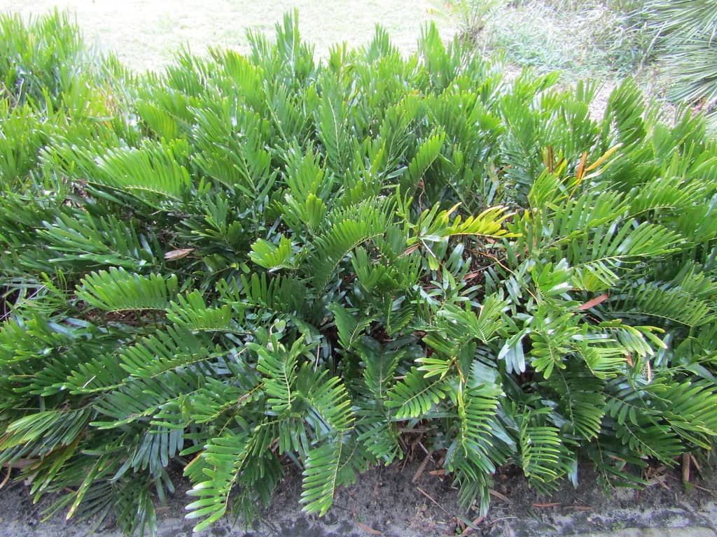 Lower Garden Adventure