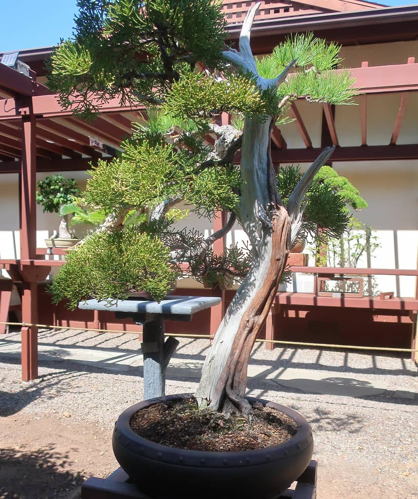 Bonsai Trees & Meticulously Manicured Landscapes