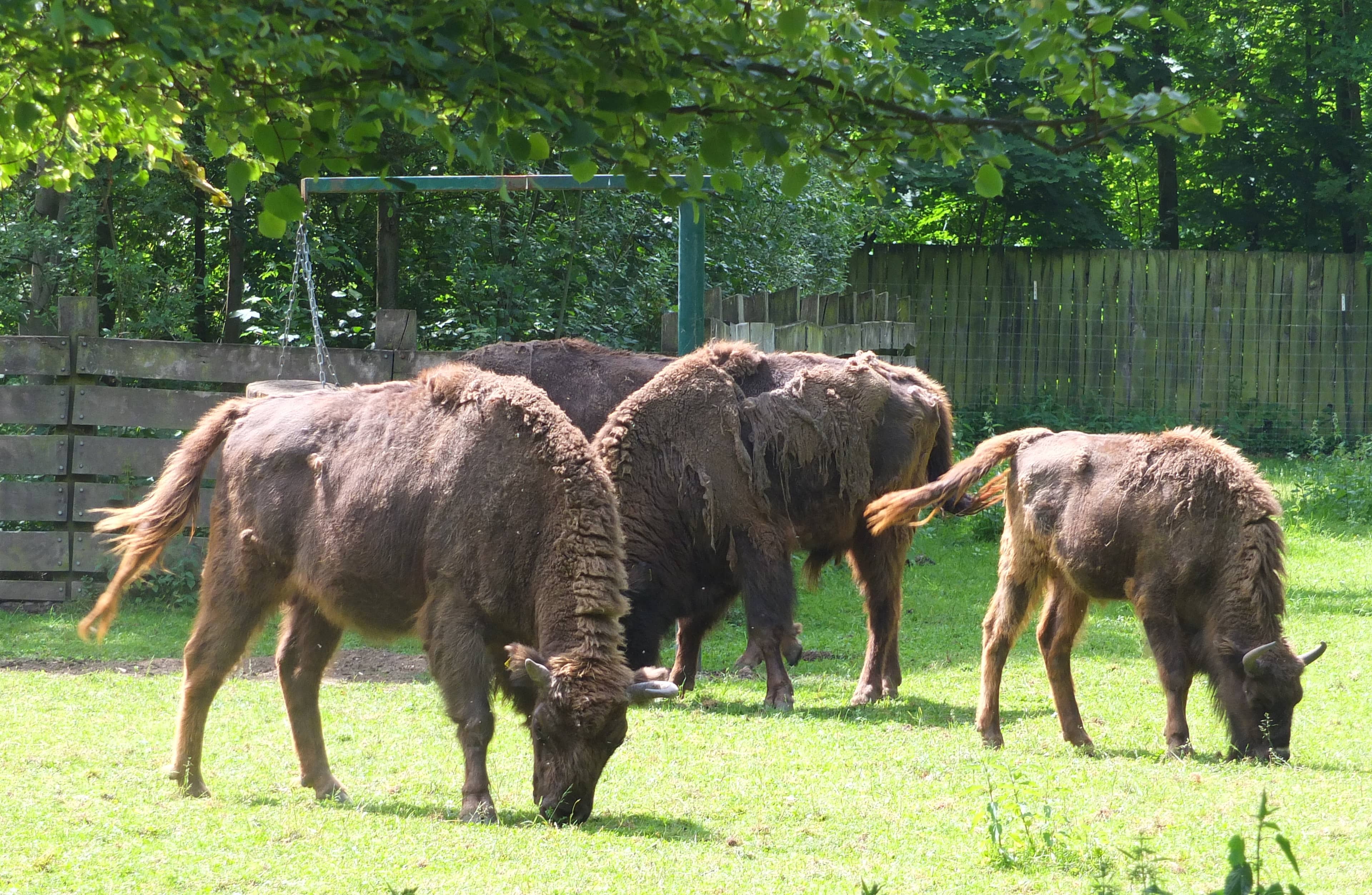 Interactive Farm Animals