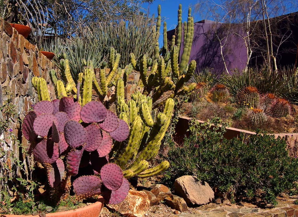 Cactus and Succulent Garden
