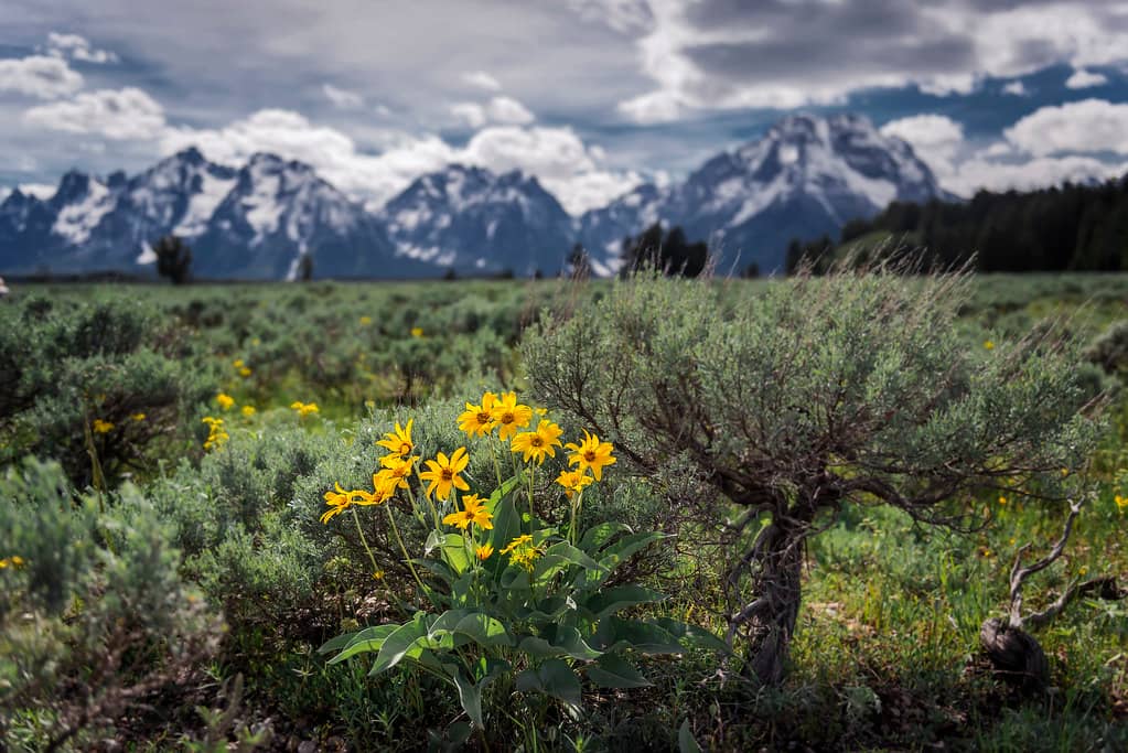 Limestone Glades & Wildflowers