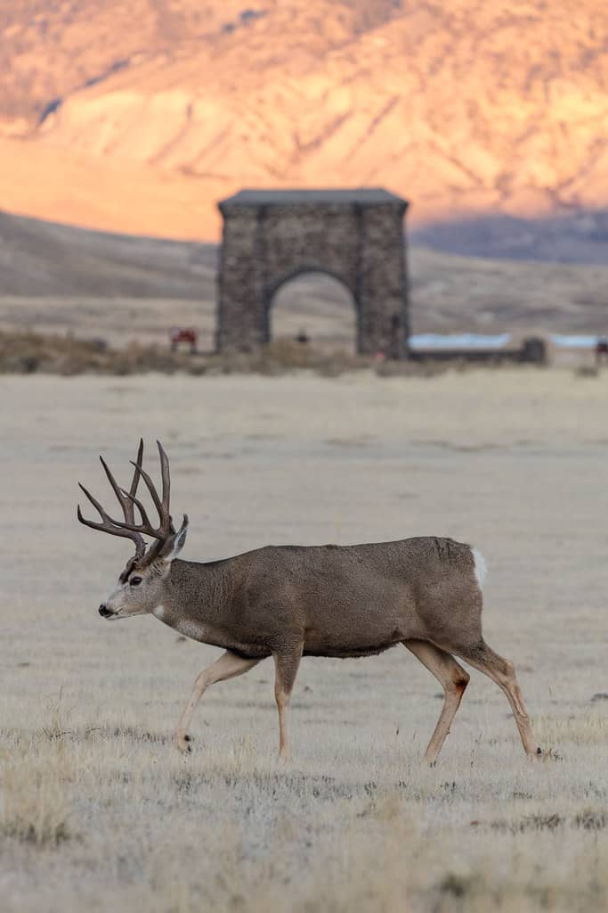 Wildlife Spotting