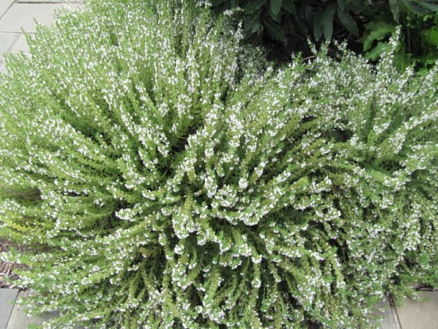 Herb and Vegetable Gardens