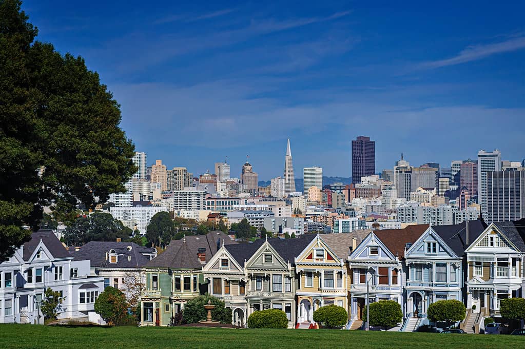 Alamo Square Park Views