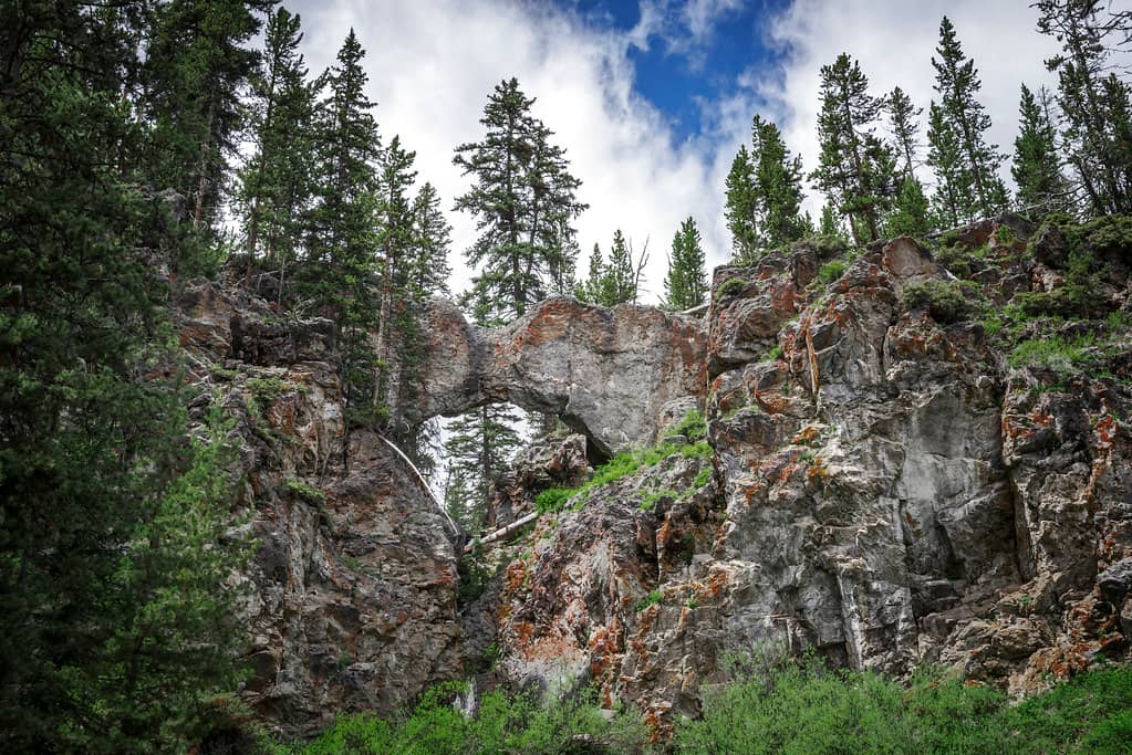 Peaceful Forest Trail