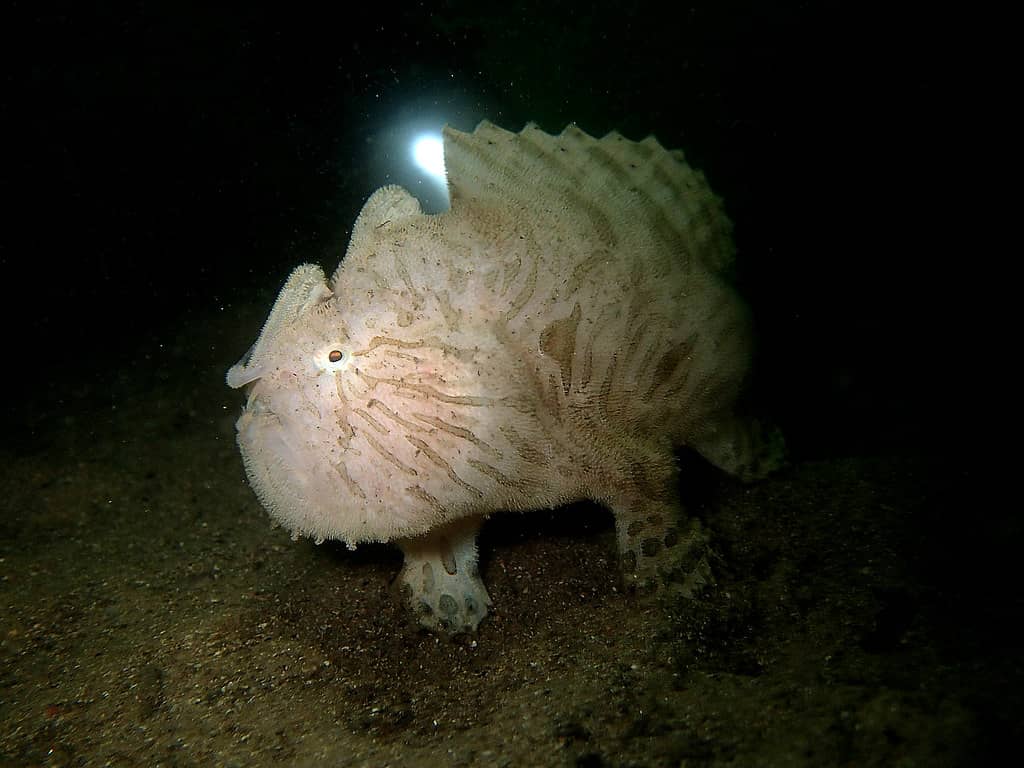 Shore Diving at Clifton Gardens