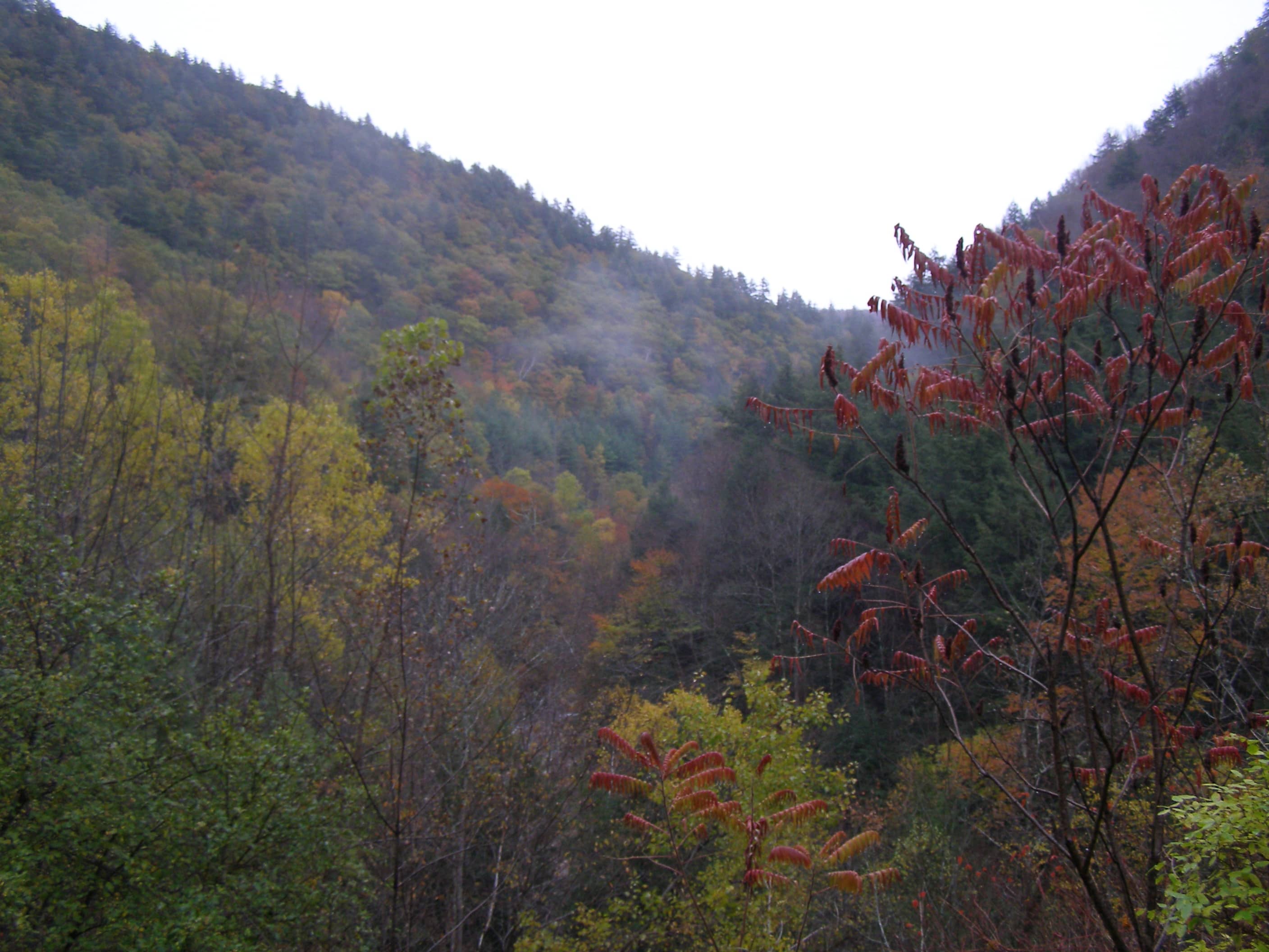 Panoramic Fall Foliage
