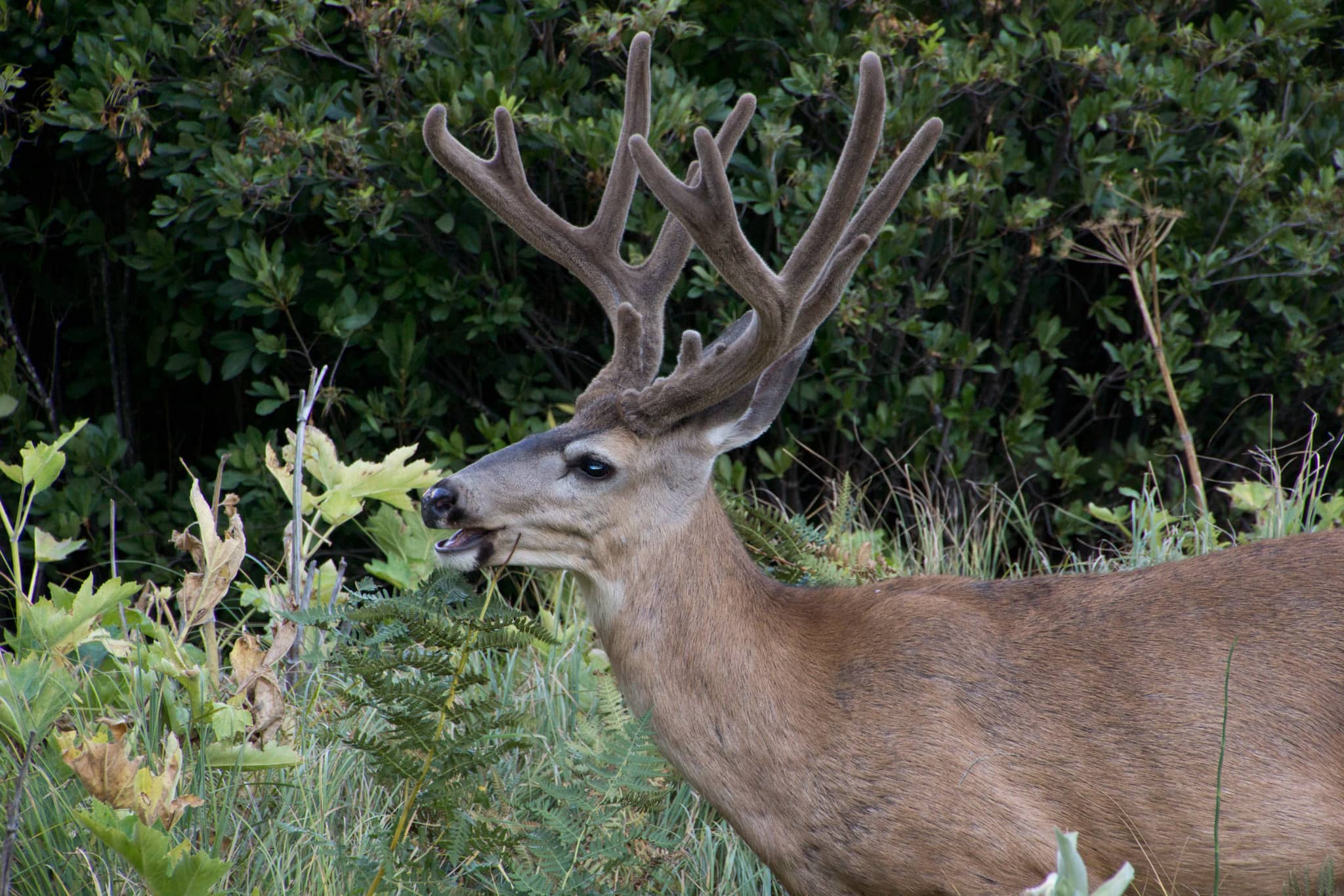 Deer Feeding Zone