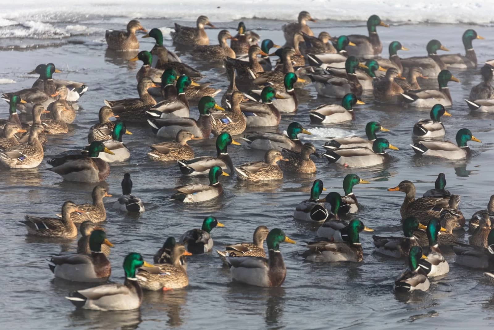 Waterfowl Watching