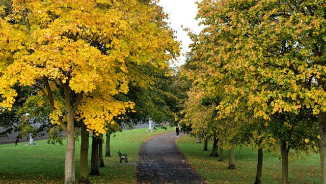Lush Tree-Lined Walks