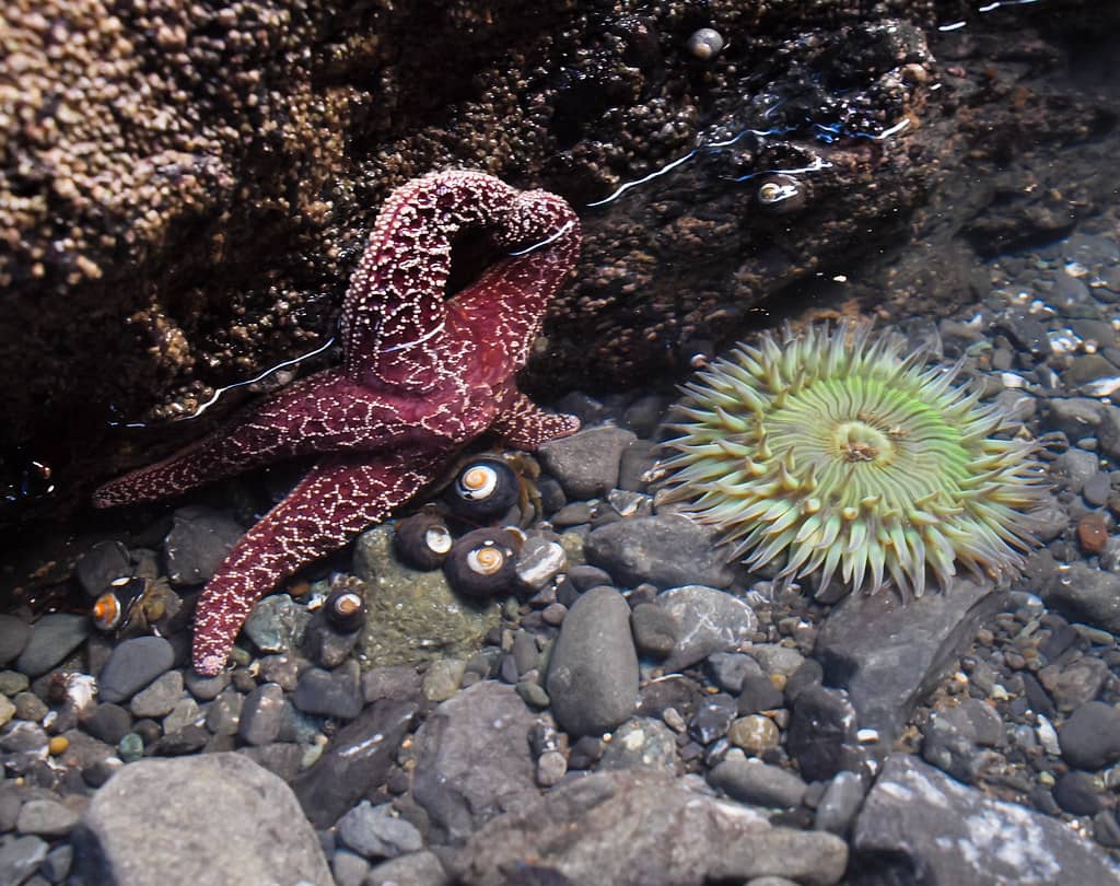 Tide Pool Exploration