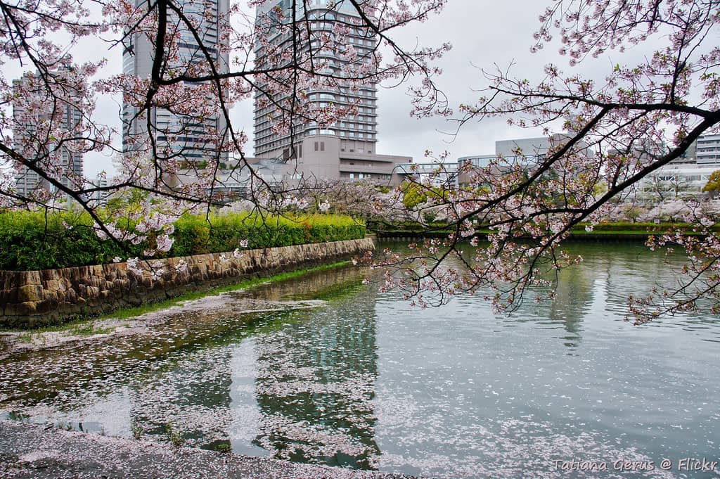 Riverside Sakura Views