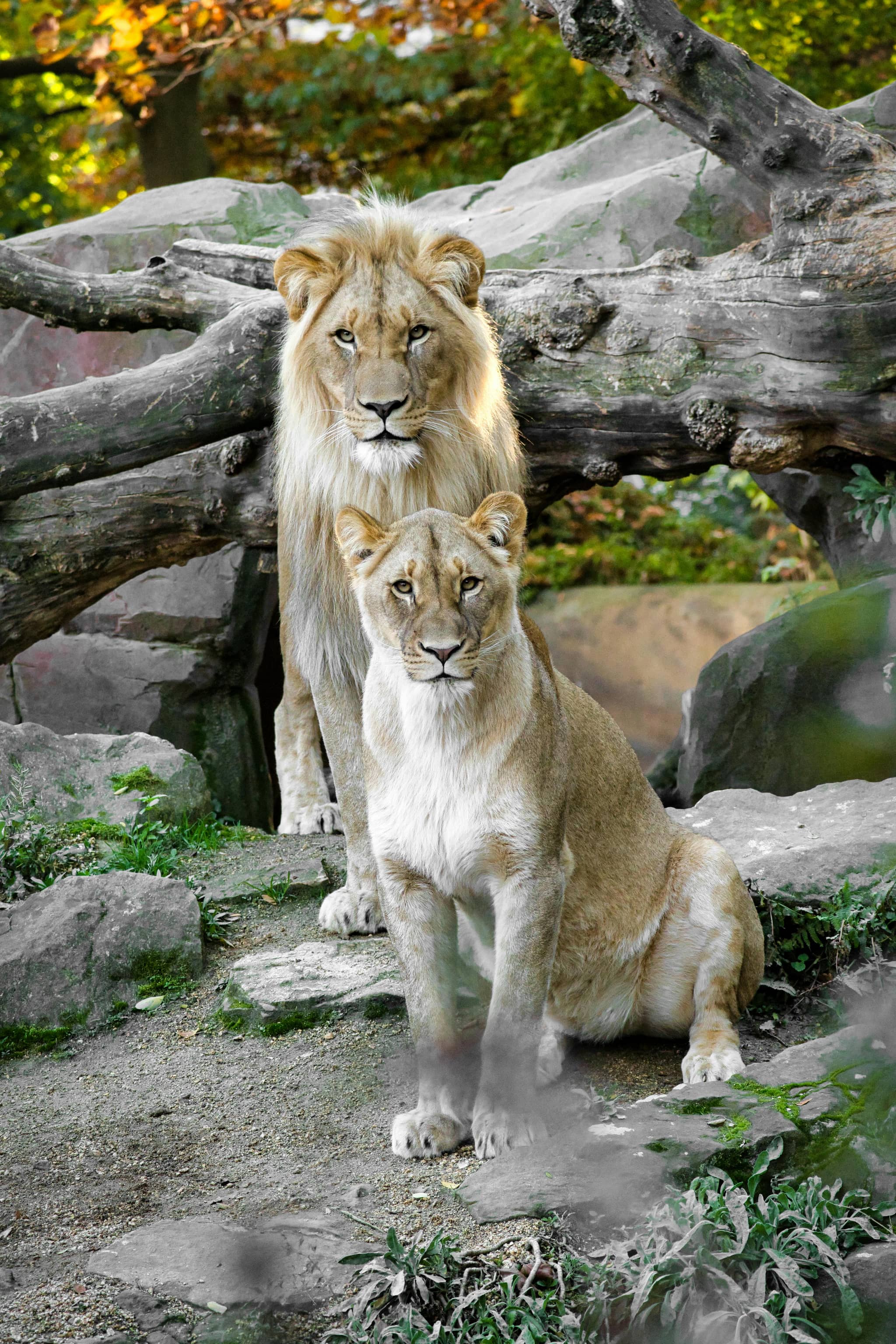 Big Cats