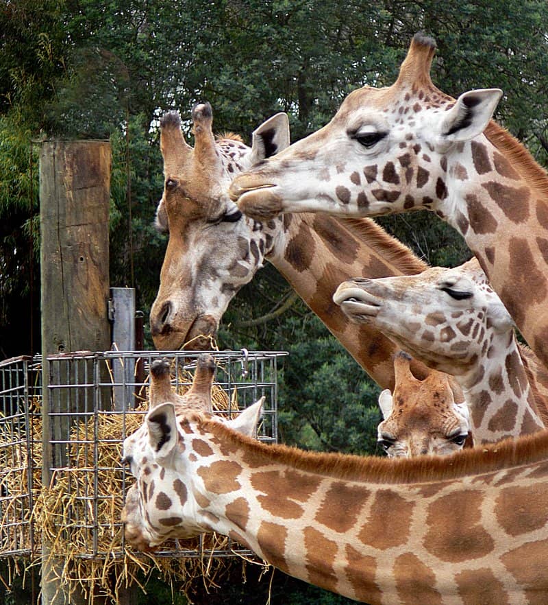 Giraffe Safari