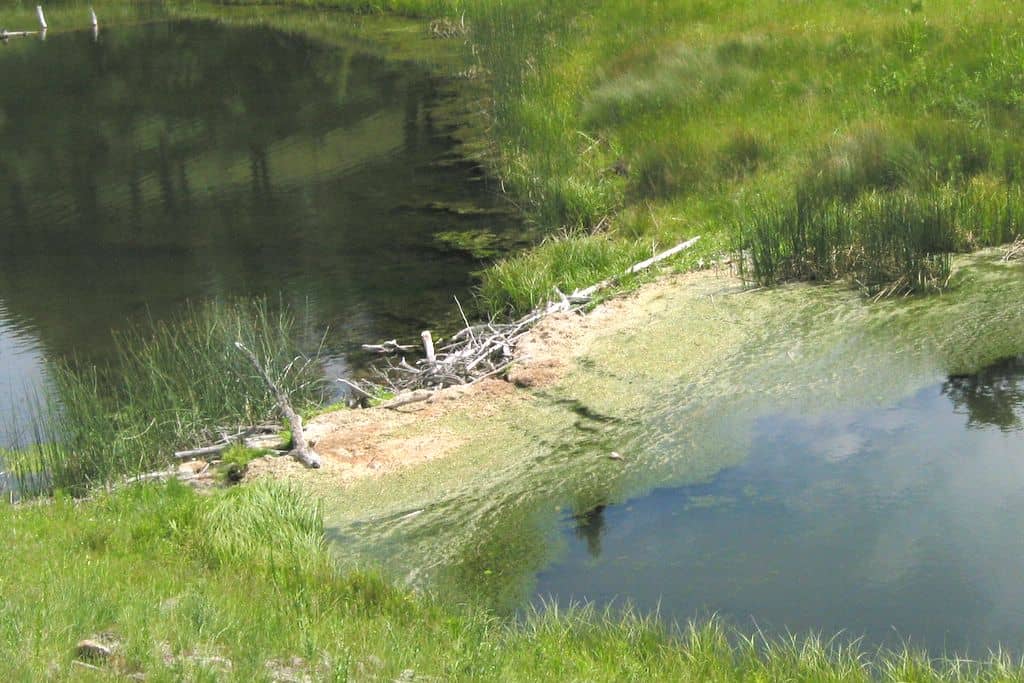 Beaver Dams