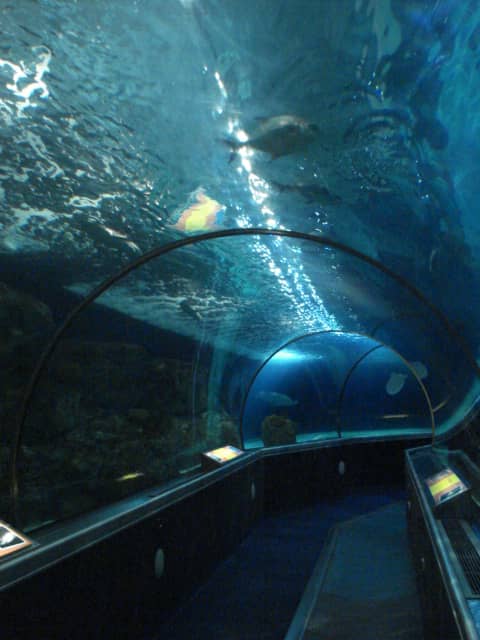 SEA LIFE Aquarium