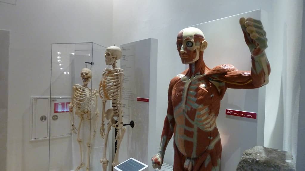 Human Body Exploration