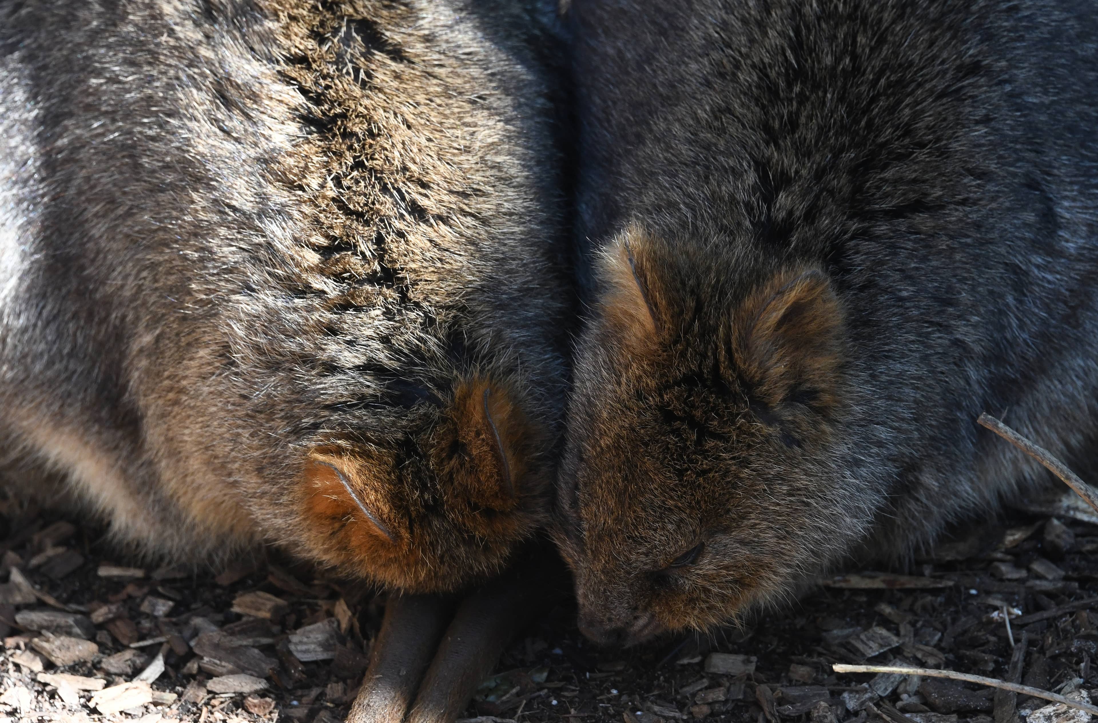 Wombat Hugs