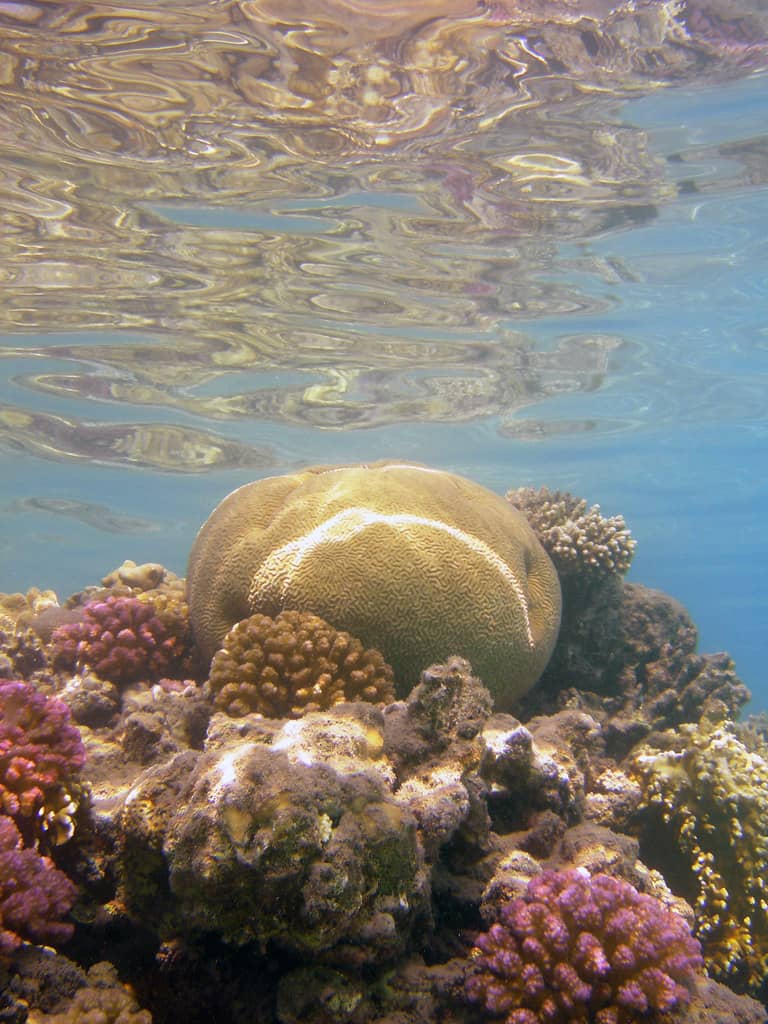 Red Sea Marine Life