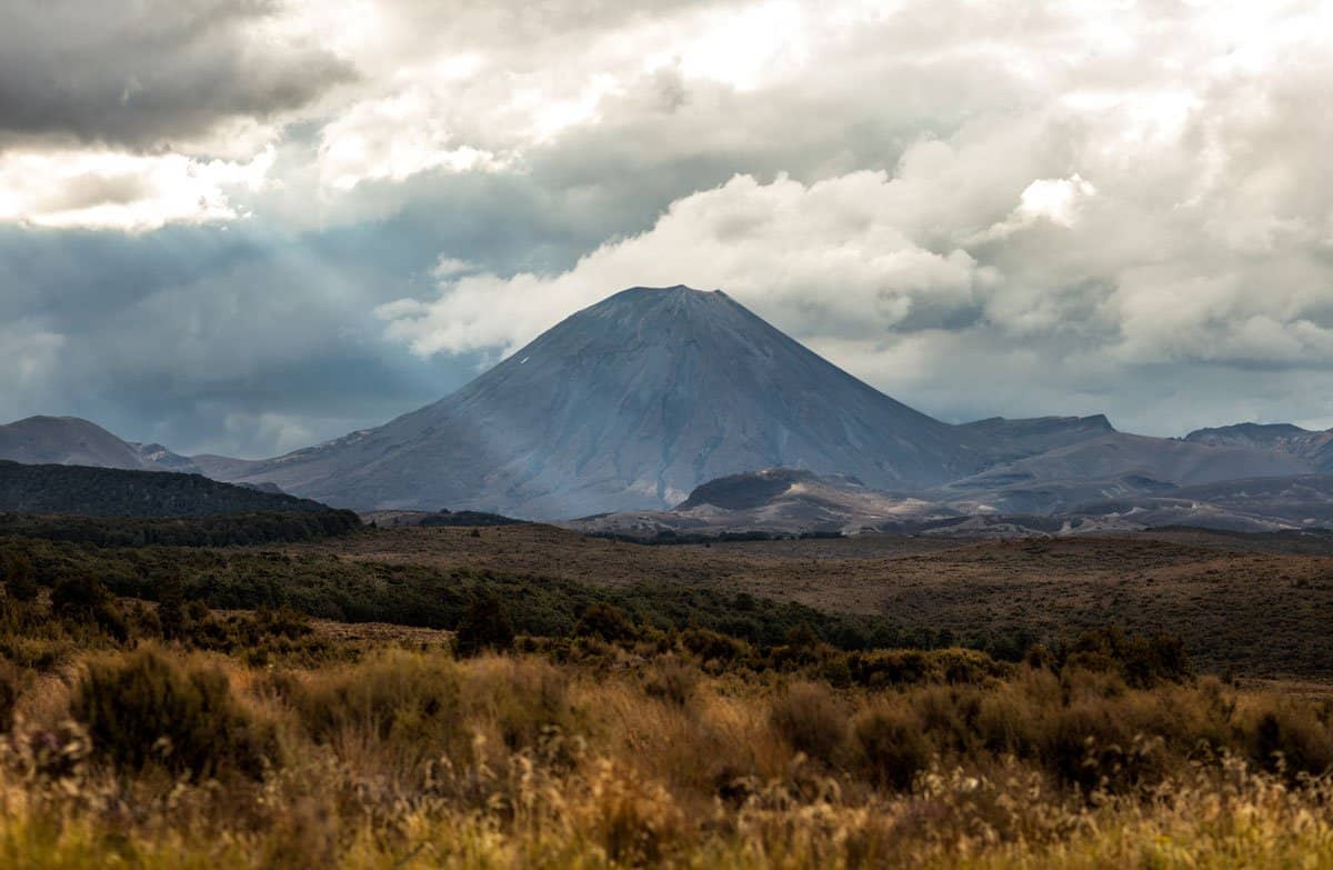 Tranquil Native Bush Walk