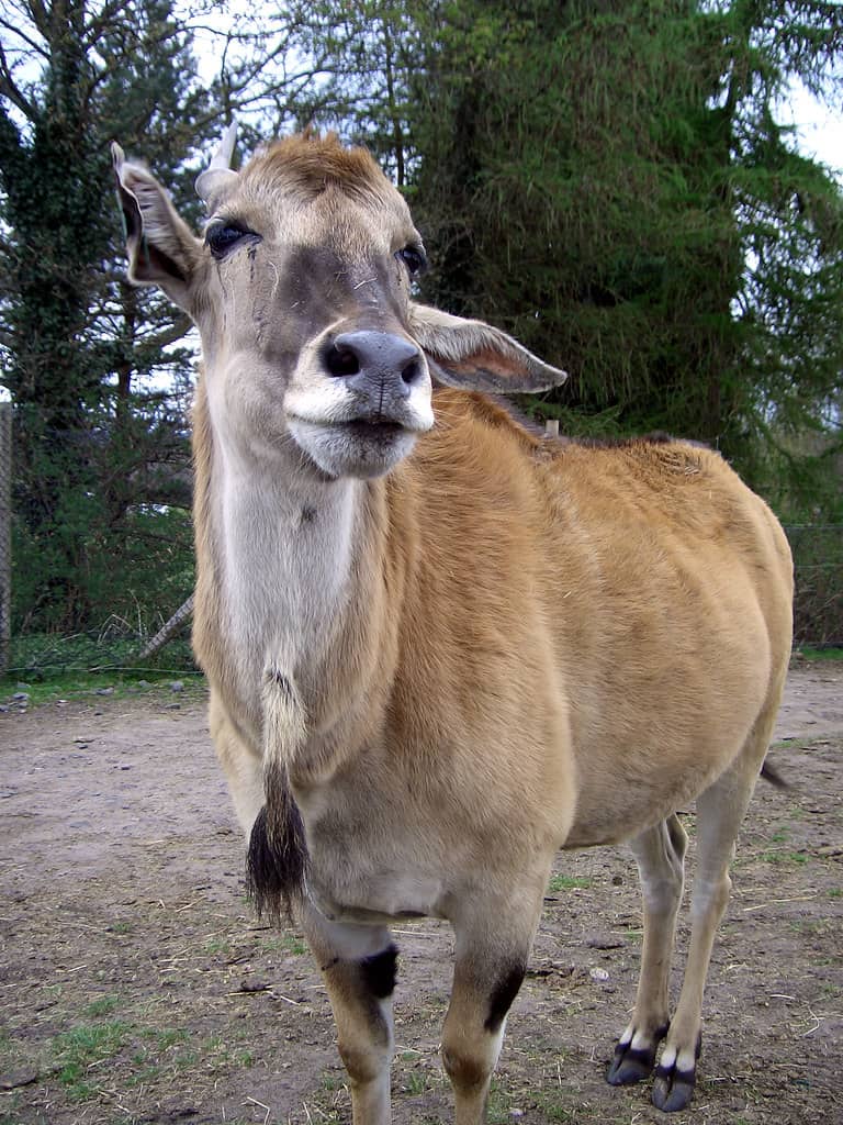 Animal Encounters & Talks