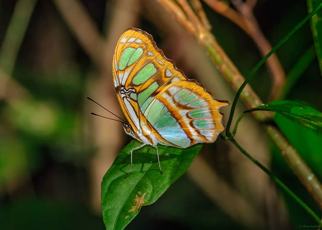 Malachite Butterfly